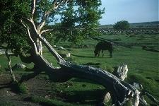 Dartmoor pony sample image